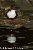 Dipper, Melro-d'água, Wasseramsel, ( Cinclus cinclus), skorec vodní,   Vandstær,  Mirlo Acuático de Garganta Blanca,   koskikara,   Cincle plongeur,  Fossbúi,  Merlo acquaiolo, munajirokawagarasu,  ムナジロカワガラス, Waterspreeuw, Fossekall, pluszcz, vodnár potocný, Strömstare