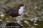 Dipper, Melro-d'água, Wasseramsel, ( Cinclus cinclus), skorec vodní,   Vandstær,  Mirlo Acuático de Garganta Blanca,   koskikara,   Cincle plongeur,  Fossbúi,  Merlo acquaiolo, munajirokawagarasu,  ムナジロカワガラス, Waterspreeuw, Fossekall, pluszcz, vodnár potocný, Strömstare