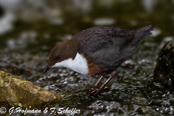 Dipper, Melro-d'água, Wasseramsel, ( Cinclus cinclus), skorec vodní,   Vandstær,  Mirlo Acuático de Garganta Blanca,   koskikara,   Cincle plongeur,  Fossbúi,  Merlo acquaiolo, munajirokawagarasu,  ムナジロカワガラス, Waterspreeuw, Fossekall, pluszcz, vodnár potocný, Strömstare