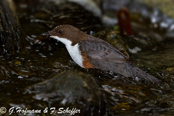 Dipper, Melro-d'água, Wasseramsel, ( Cinclus cinclus), skorec vodní,   Vandstær,  Mirlo Acuático de Garganta Blanca,   koskikara,   Cincle plongeur,  Fossbúi,  Merlo acquaiolo, munajirokawagarasu,  ムナジロカワガラス, Waterspreeuw, Fossekall, pluszcz, vodnár potocný, Strömstare