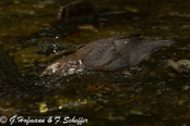 Dipper, Melro-d'água, Wasseramsel, ( Cinclus cinclus), skorec vodní,   Vandstær,  Mirlo Acuático de Garganta Blanca,   koskikara,   Cincle plongeur,  Fossbúi,  Merlo acquaiolo, munajirokawagarasu,  ムナジロカワガラス, Waterspreeuw, Fossekall, pluszcz, vodnár potocný, Strömstare