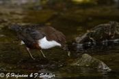 Dipper, Melro-d'água, Wasseramsel, ( Cinclus cinclus), skorec vodní,   Vandstær,  Mirlo Acuático de Garganta Blanca,   koskikara,   Cincle plongeur,  Fossbúi,  Merlo acquaiolo, munajirokawagarasu,  ムナジロカワガラス, Waterspreeuw, Fossekall, pluszcz, vodnár potocný, Strömstare