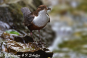 Dipper, Melro-d'água, Wasseramsel, ( Cinclus cinclus), skorec vodní,   Vandstær,  Mirlo Acuático de Garganta Blanca,   koskikara,   Cincle plongeur,  Fossbúi,  Merlo acquaiolo, munajirokawagarasu,  ムナジロカワガラス, Waterspreeuw, Fossekall, pluszcz, vodnár potocný, Strömstare