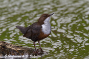 Dipper, Melro-d'água, Wasseramsel, ( Cinclus cinclus), skorec vodní,   Vandstær,  Mirlo Acuático de Garganta Blanca,   koskikara,   Cincle plongeur,  Fossbúi,  Merlo acquaiolo, munajirokawagarasu,  ムナジロカワガラス, Waterspreeuw, Fossekall, pluszcz, vodnár potocný, Strömstare