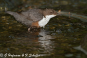 Dipper, Melro-d'água, Wasseramsel, ( Cinclus cinclus), 