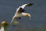 Gannet, (Morus bassanus)Basstölpel, Gannet, ganso patola, Ganso-patola, Ganso-patola-comum, Alcatraz, Alcatraz Atlántico,