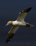 Gannet, (Morus bassanus)Basstölpel, Gannet, ganso patola, Ganso-patola, Ganso-patola-comum, Alcatraz, Alcatraz Atlántico,