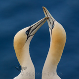 Gannet, (Morus bassanus)Basstölpel, Gannet, ganso patola, Ganso-patola, Ganso-patola-comum, Alcatraz, Alcatraz Atlántico,