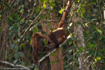 Mammals and other animals