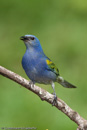 new other birds