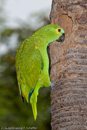 Psittaciformes