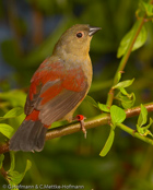 Abyssinian Crimson-wing, Asa-vermelha-de-salvadori,  Salvadoris Bergastrild, (Cryptospiza salvadorii), Salavdoriastrild, astrild etiopský, Salvadoribjergastrild, Pinzón Alirojo Etíope, punapeippo, Sénégali de Salvadori, Alarossa di Salvadori, hagoromokimpara, ハゴロモキンパラ,  Salvadoris bergastrilde, krasnorzytka mysia, karmínka svetlá