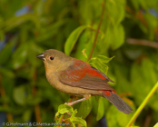 Abyssinian Crimson-wing, Asa-vermelha-de-salvadori,  Salvadoris Bergastrild, (Cryptospiza salvadorii), Salavdoriastrild, astrild etiopský, Salvadoribjergastrild, Pinzón Alirojo Etíope, punapeippo, Sénégali de Salvadori, Alarossa di Salvadori, hagoromokimpara, ハゴロモキンパラ,  Salvadoris bergastrilde, krasnorzytka mysia, karmínka svetlá