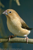 African Silverbill, Bico de prata,  Silberschnäbelchen, (Euodice cantans), (Lonchura cantans),  stříbrozobka zpěvná, Afrikansk Sølvnæb, Capuchino Africano, hopeanokka, Capucin bec-d'argent, Söngstrildi, Becco d'argento africano, afurikaginbashi, アフリカギンバシ, Zilverbekje, srebrnodziobek afrykanski, mníška spevavá, Afrikansk silvernäbb