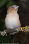 African Silverbill, Bico de prata,  Silberschnäbelchen, (Euodice cantans), (Lonchura cantans),  stříbrozobka zpěvná, Afrikansk Sølvnæb, Capuchino Africano, hopeanokka, Capucin bec-d'argent, Söngstrildi, Becco d'argento africano, afurikaginbashi, アフリカギンバシ, Zilverbekje, srebrnodziobek afrykanski, mníška spevavá, Afrikansk silvernäbb