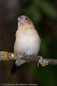 African Silverbill, Bico de prata,  Silberschnäbelchen, (Euodice cantans), (Lonchura cantans),  stříbrozobka zpěvná, Afrikansk Sølvnæb, Capuchino Africano, hopeanokka, Capucin bec-d'argent, Söngstrildi, Becco d'argento africano, afurikaginbashi, アフリカギンバシ, Zilverbekje, srebrnodziobek afrykanski, mníška spevavá, Afrikansk silvernäbb