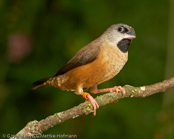 Bib-Finch, Bico-de-chumbo-de-madagascar, Zwerg-Elsterchen, (Lonchura nana) (Lepidopygia nana), Madagascar Mannikin,   stračka zakrslá, Dværgskadefinke,  Capuchino Malgache, madagaskarinmanikki, Capucin de Madagascar, Diamante del Madagascar, himeshippou,  ハゴロモシチホウ,  mniszeczka, mníška krpatá