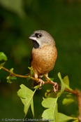 Bib-Finch, Bico-de-chumbo-de-madagascar, Zwerg-Elsterchen, (Lonchura nana) (Lepidopygia nana), Madagascar Mannikin,   stračka zakrslá, Dværgskadefinke,  Capuchino Malgache, madagaskarinmanikki, Capucin de Madagascar, Diamante del Madagascar, himeshippou,  ハゴロモシチホウ,  mniszeczka, mníška krpatá