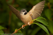 Bib-Finch, Bico-de-chumbo-de-madagascar, Zwerg-Elsterchen, (Lonchura nana) (Lepidopygia nana), Madagascar Mannikin,   stračka zakrslá, Dværgskadefinke,  Capuchino Malgache, madagaskarinmanikki, Capucin de Madagascar, Diamante del Madagascar, himeshippou,  ハゴロモシチホウ,  mniszeczka, mníška krpatá