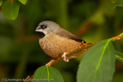 Bib-Finch, Bico-de-chumbo-de-madagascar, Zwerg-Elsterchen, (Lonchura nana) (Lepidopygia nana), Madagascar Mannikin,   stračka zakrslá, Dværgskadefinke,  Capuchino Malgache, madagaskarinmanikki, Capucin de Madagascar, Diamante del Madagascar, himeshippou,  ハゴロモシチホウ,  mniszeczka, mníška krpatá