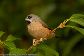 Bib-Finch, Bico-de-chumbo-de-madagascar, Zwerg-Elsterchen, (Lonchura nana) (Lepidopygia nana), Madagascar Mannikin,   stračka zakrslá, Dværgskadefinke,  Capuchino Malgache, madagaskarinmanikki, Capucin de Madagascar, Diamante del Madagascar, himeshippou,  ハゴロモシチホウ,  mniszeczka, mníška krpatá