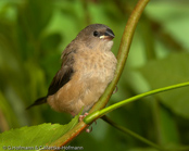 Bib-Finch, Bico-de-chumbo-de-madagascar, Zwerg-Elsterchen, (Lonchura nana) (Lepidopygia nana), Madagascar Mannikin,   stračka zakrslá, Dværgskadefinke,  Capuchino Malgache, madagaskarinmanikki, Capucin de Madagascar, Diamante del Madagascar, himeshippou,  ハゴロモシチホウ,  mniszeczka, mníška krpatá