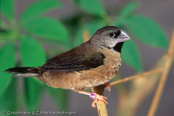 Bib-Finch, Bico-de-chumbo-de-madagascar, Zwerg-Elsterchen, (Lonchura nana) (Lepidopygia nana), Madagascar Mannikin,   stračka zakrslá, Dværgskadefinke,  Capuchino Malgache, madagaskarinmanikki, Capucin de Madagascar, Diamante del Madagascar, himeshippou,  ハゴロモシチホウ,  mniszeczka, mníška krpatá