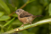 Bib-Finch, Bico-de-chumbo-de-madagascar, Zwerg-Elsterchen, (Lonchura nana) (Lepidopygia nana), Madagascar Mannikin,   stračka zakrslá, Dværgskadefinke,  Capuchino Malgache, madagaskarinmanikki, Capucin de Madagascar, Diamante del Madagascar, himeshippou,  ハゴロモシチホウ,  mniszeczka, mníška krpatá