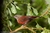 Black-bellied Firefinch,Peito-de-fogo-de-ventre--negro,  Seltener Amarant, (Lagonosticta rara), Schwarzbauchamarant, amarant černobřichý, Sortbuget Amarant, Pinzón Candela de Vientre Negro, ruohikkoruusupeippo,   Amarante à ventre noir, Amaranto ventrenero, kuroharakougyokuchou, クロハラコウギョクチョウ,   Zwartbuik-amarant, amarantka czarnobrzucha, amarant ciernobruchý