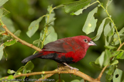 Black-bellied Firefinch,Peito-de-fogo-de-ventre--negro,  Seltener Amarant, (Lagonosticta rara), Schwarzbauchamarant, amarant černobřichý, Sortbuget Amarant, Pinzón Candela de Vientre Negro, ruohikkoruusupeippo,   Amarante à ventre noir, Amaranto ventrenero, kuroharakougyokuchou, クロハラコウギョクチョウ,   Zwartbuik-amarant, amarantka czarnobrzucha, amarant ciernobruchý