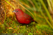 Black-bellied Firefinch,Peito-de-fogo-de-ventre--negro,  Seltener Amarant, (Lagonosticta rara), Schwarzbauchamarant, amarant černobřichý, Sortbuget Amarant, Pinzón Candela de Vientre Negro, ruohikkoruusupeippo,   Amarante à ventre noir, Amaranto ventrenero, kuroharakougyokuchou, クロハラコウギョクチョウ,   Zwartbuik-amarant, amarantka czarnobrzucha, amarant ciernobruchý