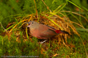 Black-bellied Firefinch,Peito-de-fogo-de-ventre--negro,  Seltener Amarant, (Lagonosticta rara), Schwarzbauchamarant, amarant černobřichý, Sortbuget Amarant, Pinzón Candela de Vientre Negro, ruohikkoruusupeippo,   Amarante à ventre noir, Amaranto ventrenero, kuroharakougyokuchou, クロハラコウギョクチョウ,   Zwartbuik-amarant, amarantka czarnobrzucha, amarant ciernobruchý