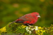 Black-bellied Firefinch,Peito-de-fogo-de-ventre--negro,  Seltener Amarant, (Lagonosticta rara), Schwarzbauchamarant, amarant černobřichý, Sortbuget Amarant, Pinzón Candela de Vientre Negro, ruohikkoruusupeippo,   Amarante à ventre noir, Amaranto ventrenero, kuroharakougyokuchou, クロハラコウギョクチョウ,   Zwartbuik-amarant, amarantka czarnobrzucha, amarant ciernobruchý