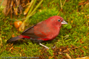 Black-bellied Firefinch,Peito-de-fogo-de-ventre--negro,  Seltener Amarant, (Lagonosticta rara), Schwarzbauchamarant, amarant černobřichý, Sortbuget Amarant, Pinzón Candela de Vientre Negro, ruohikkoruusupeippo,   Amarante à ventre noir, Amaranto ventrenero, kuroharakougyokuchou, クロハラコウギョクチョウ,   Zwartbuik-amarant, amarantka czarnobrzucha, amarant ciernobruchý