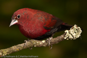 Black-bellied Firefinch,Peito-de-fogo-de-ventre--negro,  Seltener Amarant, (Lagonosticta rara), Schwarzbauchamarant, amarant černobřichý, Sortbuget Amarant, Pinzón Candela de Vientre Negro, ruohikkoruusupeippo,   Amarante à ventre noir, Amaranto ventrenero, kuroharakougyokuchou, クロハラコウギョクチョウ,   Zwartbuik-amarant, amarantka czarnobrzucha, amarant ciernobruchý