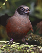 Black-cheeked Waxbill, Bico-de-lacre-faces-pretas, Elfenastrild, (Estrilda e. erythronotos),astrild rudobřichý, Alfeastrild, Astrild de Mejillas Negras,  naamiovahanokka, Astrild à moustaches, Astrilde guancenere, hoogurokaedechou,   ホオグロカエデチョウ, astryld czarnolicy, astrilda cervenobruchá