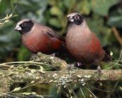 Black-cheeked Waxbill, Bico-de-lacre-faces-pretas, Elfenastrild, (Estrilda e. erythronotos),astrild rudobřichý, Alfeastrild, Astrild de Mejillas Negras,  naamiovahanokka, Astrild à moustaches, Astrilde guancenere, hoogurokaedechou,   ホオグロカエデチョウ, astryld czarnolicy, astrilda cervenobruchá