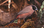 Black-cheeked Waxbill, Bico-de-lacre-faces-pretas, Elfenastrild, (Estrilda  erythronotos delamerei),astrild rudobřichý, Alfeastrild, Astrild de Mejillas Negras,  naamiovahanokka, Astrild à moustaches, Astrilde guancenere, hoogurokaedechou,   ホオグロカエデチョウ, astryld czarnolicy, astrilda cervenobruchá