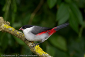 Black-crowned Waxbill,  Nonnenastrild, (Estrilda nonnula),  astrild černotemenný,   Nonneastrild,  Astrild de Corona Negra,  hirssivahanokka, Astrild nonnette, Astrilde nonnetta,   kurogamikaedechou,  クロガミカエデチョウ, Nonastrild, astryld bialobrzuchy,   astrilda ciapockatá