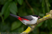 Black-crowned Waxbill,  Nonnenastrild, (Estrilda nonnula),  astrild černotemenný,   Nonneastrild,  Astrild de Corona Negra,  hirssivahanokka, Astrild nonnette, Astrilde nonnetta,   kurogamikaedechou,  クロガミカエデチョウ, Nonastrild, astryld bialobrzuchy,   astrilda ciapockatá