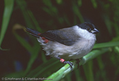 Black-crowned Waxbill,  Nonnenastrild, (Estrilda nonnula),  astrild černotemenný,   Nonneastrild,  Astrild de Corona Negra,  hirssivahanokka, Astrild nonnette, Astrilde nonnetta,   kurogamikaedechou,  クロガミカエデチョウ, Nonastrild, astryld bialobrzuchy,   astrilda ciapockatá