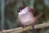 Black-crowned Waxbill,  Nonnenastrild, (Estrilda nonnula),  astrild černotemenný,   Nonneastrild,  Astrild de Corona Negra,  hirssivahanokka, Astrild nonnette, Astrilde nonnetta,   kurogamikaedechou,  クロガミカエデチョウ, Nonastrild, astryld bialobrzuchy,   astrilda ciapockatá