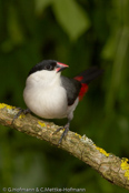 Black-crowned Waxbill,  Nonnenastrild, (Estrilda nonnula),  astrild černotemenný,   Nonneastrild,  Astrild de Corona Negra,  hirssivahanokka, Astrild nonnette, Astrilde nonnetta,   kurogamikaedechou,  クロガミカエデチョウ, Nonastrild, astryld bialobrzuchy,   astrilda ciapockatá