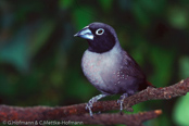 Black-faced Firefinch,Amarante-vináceo, Schwazkehlamarant, ( Lagonosticta l. nigricollis), (Lagonosticta v. nigricollis), Larvenamarant, Mørk Vinamarant, Amarante à face noire,   amarantka lawendowa,