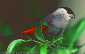 Black-headed Waxbill, Bico de lacre de cabeca preta, Kappenastrild,(Estrilda atricapilla), astrild černohlavý, Sortkappet Astrild, Astrild de Cabeza Negra,  metsävahanokka, Astrild à tête noire, Astrilde testanera, kurobashikaedechou,   ズグロカエデチョウ, Zwartkapastrild, astryld czarnoglowy, Bico de lacre de cabeca preta, astrilda ciernohlavá