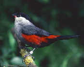 Black-headed Waxbill, Bico de lacre de cabeca preta, Kappenastrild,(Estrilda atricapilla), astrild černohlavý, Sortkappet Astrild, Astrild de Cabeza Negra,  metsävahanokka, Astrild à tête noire, Astrilde testanera, kurobashikaedechou,   ズグロカエデチョウ, Zwartkapastrild, astryld czarnoglowy, Bico de lacre de cabeca preta, astrilda ciernohlavá