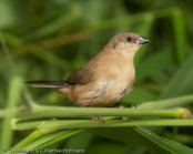 Black-rumped Waxbill, Bico-de-lacre-cauda-preta, Grauastrild,(Estrilda troglodytes), astrild šedý, Gråastrild, Astrild de Lomo Negro, sahelinvahanokka, Astrild cendré,  Astrilde becco di corallo, kaedechou,   カエデチョウ, Napoleonnetje, astryld czarnorzytny, astrilda sivá