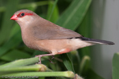 Black-rumped Waxbill, Bico-de-lacre-cauda-preta, Grauastrild,(Estrilda troglodytes), astrild šedý, Gråastrild, Astrild de Lomo Negro, sahelinvahanokka, Astrild cendré,  Astrilde becco di corallo, kaedechou,   カエデチョウ, Napoleonnetje, astryld czarnorzytny, astrilda sivá