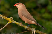 Black-rumped Waxbill, Bico-de-lacre-cauda-preta, Grauastrild,(Estrilda troglodytes), astrild šedý, Gråastrild, Astrild de Lomo Negro, sahelinvahanokka, Astrild cendré,  Astrilde becco di corallo, kaedechou,   カエデチョウ, Napoleonnetje, astryld czarnorzytny, astrilda sivá