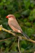 Black-rumped Waxbill, Bico-de-lacre-cauda-preta, Grauastrild,(Estrilda troglodytes), astrild šedý, Gråastrild, Astrild de Lomo Negro, sahelinvahanokka, Astrild cendré,  Astrilde becco di corallo, kaedechou,   カエデチョウ, Napoleonnetje, astryld czarnorzytny, astrilda sivá